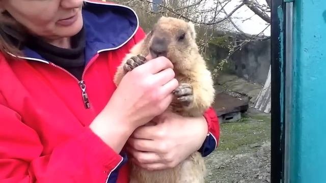 Ручной Байбак
