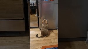 Кот Саймон просит есть!