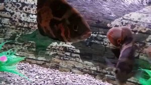 Астронотус аквариум 150 -200 литров