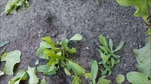 Избавляемся от хрена на участке