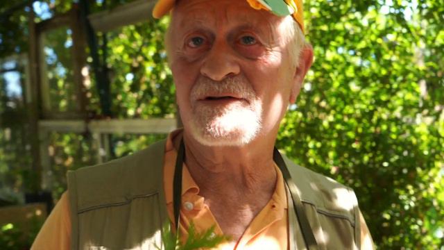 ARTEMISA Annua 🌿 USOS Medicinales, PROPIEDADES, CULTIVO, ASOCIACIONES смотреть онлайн