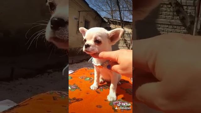 Чихуахуа щенок продажа Альтаир