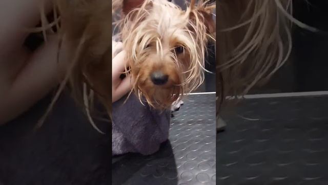 Груминг йорка Мэги) смотреть онлайн