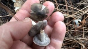 Рядовка землисто-серая, Иу́дины уши и зимние опята.