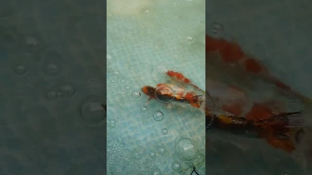 Нерест карпов кои 2021 смотреть онлайн