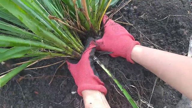 ЮККА садовая.Уход.  Размножение делением куста.