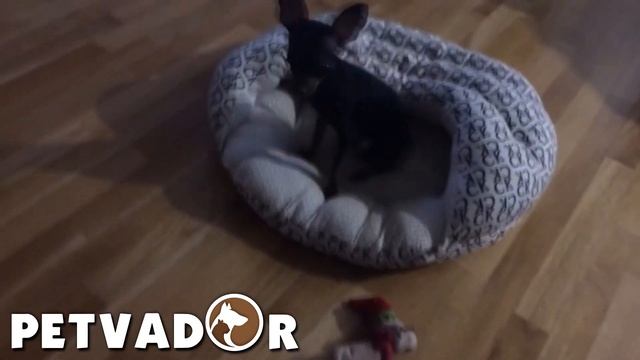 Русский той терьер - всё о породе собак! Уход и забота | Собака породы - русский той терьер