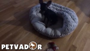 Русский той терьер - всё о породе собак! Уход и забота | Собака породы - русский той терьер