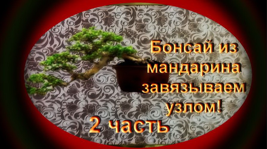 2.Пересадка бонсай завязанный узлом из цитруса 2частьTransplanting Bonsai Style - Mandarin Cascade