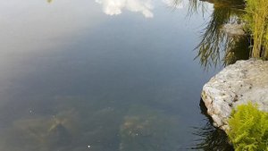 Результаты использования водоросли Хлорелла для очистки водоема