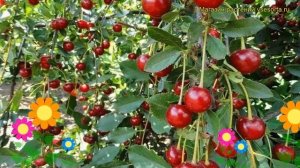 Вишня Булатниковская. Краткий обзор, описание характеристик prunus cerasus Bulatnikovskaya