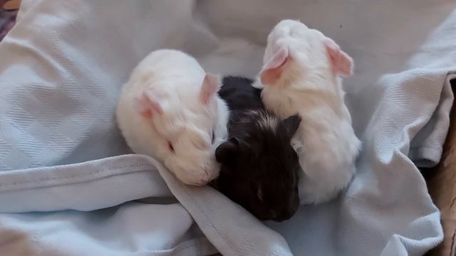 Малыши морские свинки. Возраст здесь 2 дня. смотреть онлайн