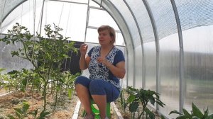 Как формировать высокие томаты в два стебля для большого урожая