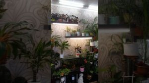 Цветы в моем доме. Комнатные растения. Размещение большого количества в небольшом пространстве.