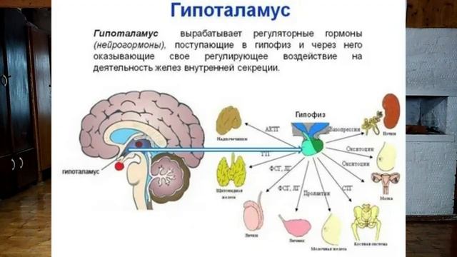 Синтез белка , или что зашифровано в 64 кодонах памяти человека.