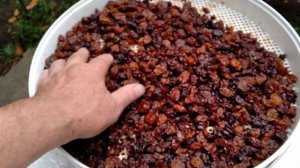 Виноград ЮПИТЕР и ЛАНДЫШ -изготовление изюма.Часть 3,заключительная.