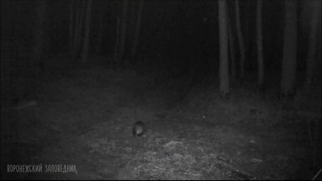 Звери лесные смотреть онлайн