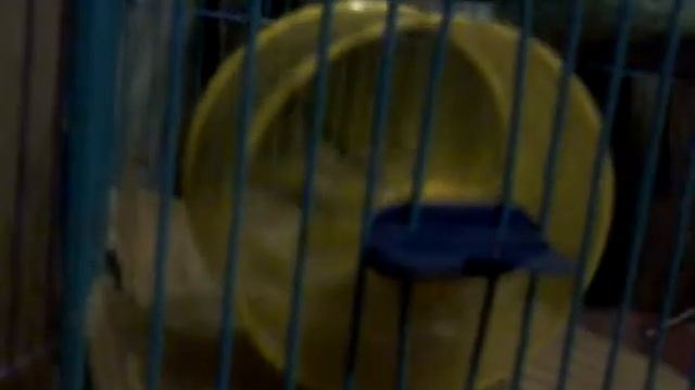 хомяк жжот)))ржака)) смотреть онлайн