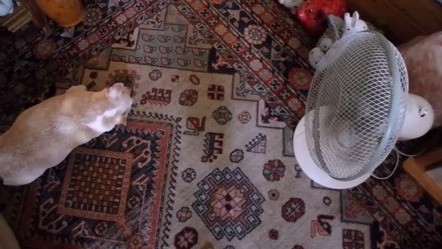 влог - день удачных покупок смотреть онлайн