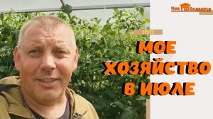 Обзор хозяйства в июле: утки, гуси, индюки, свиньи и АБРИКОС с ТЕПЛИЦЕЙ. "Мое Подворье"