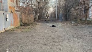 Кане-корсо Дрессировка с котом / Курс Послушания