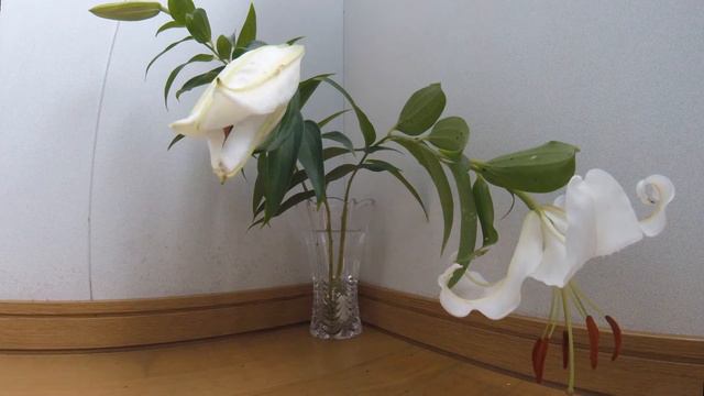 Casablanca Time Lapse смотреть онлайн