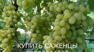 вкуснейший сорт очень раннего винограда СУПЕР ЭКСТРА