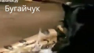 Пантера против анаконды
