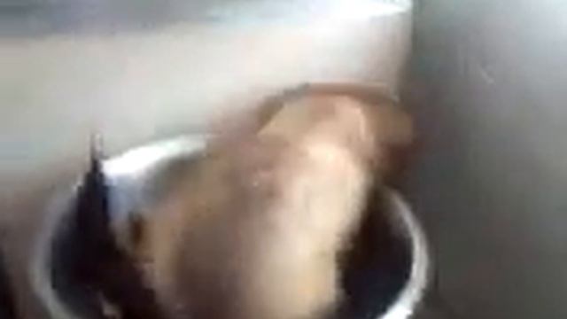 Хорек вкусный обед Добермана смотреть онлайн