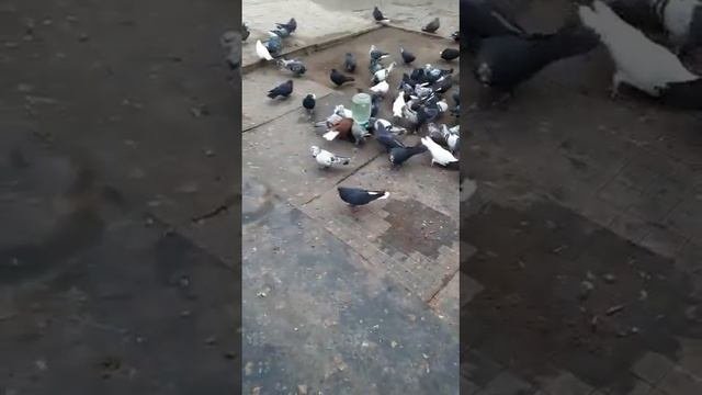 голуби.Сергея.с.Елань-Колено.Воронежской.обл