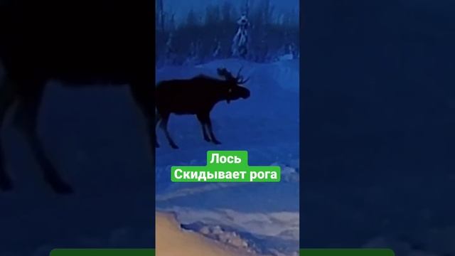 Как лось скидывает рога!00