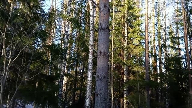 лесная прогулка