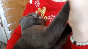 Злой британский кот, шипит и дерется / злой британец / большой кот