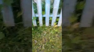 газонокосилка для дома