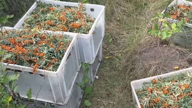Поехал на Сбор облепихи. # как собрать облепиху