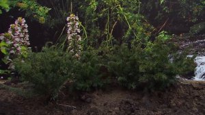 De BUURTE Kwekerijen COMP Taxus media Hillii   GTV