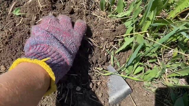 Дачные будни. Что изменилось на даче. Сажаю огурец. #дача смотреть онлайн