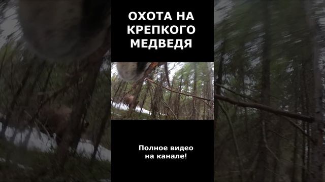 Собаки на охоте на медведя! Жесткая охота