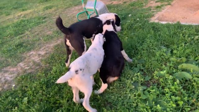 Алабай Чёрная Роза. Вечерние съемки САО смотреть онлайн