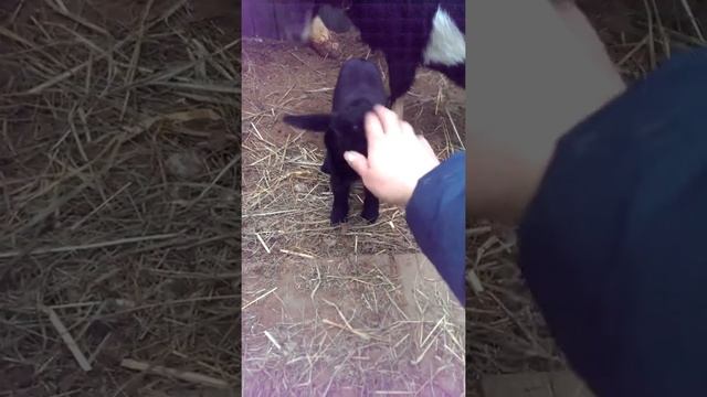 Камерунские карликовые козы 01.04.2018 смотреть онлайн