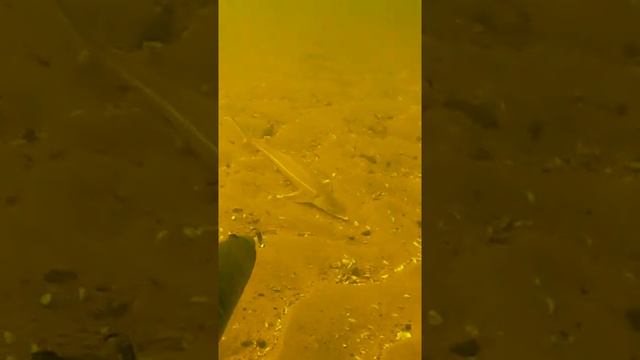 Открытие сезона подводной охоты на Волге 2022. Стерлядка. #shorts смотреть онлайн