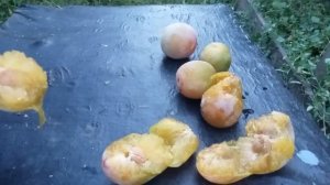 Слива Ренклод Ранній