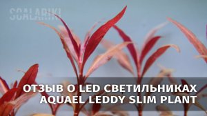 Мой отзыв о светильнике Aquael Leddy slim plant