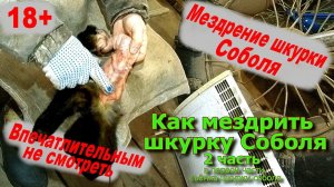 Как мездрить шкурку соболя (Впечатлительным не смотреть!!!)