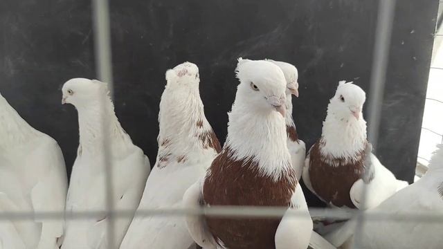 Красногрудые (Кызыл Тош) смотреть онлайн