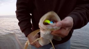 Fishing Tip - Berkley GULP! Minnows for Clear Water Jigging S10E01