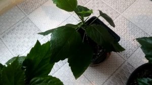 #гибискусы Гибискусы. Мои новинки. Ответы на часто задаваемые вопросы.