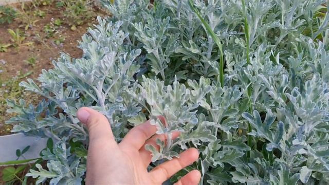 Начала высаживать миксбордер. Показываю какие у меня вообще есть декоративные растения. Дача с нуля смотреть онлайн