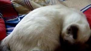 Шевеление котят