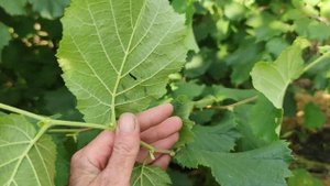 ФУНДУК.МОРОЗОВСКИЙ.(КАВКАЗ). ЗАГРУЗКА-2021.